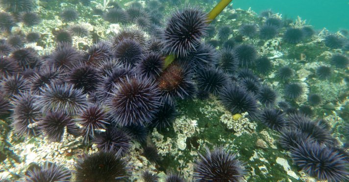 19cli-urchinseat2-facebookJumbo